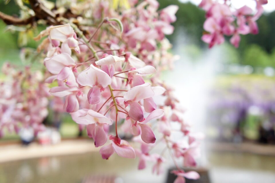 Wisteria natural flowers