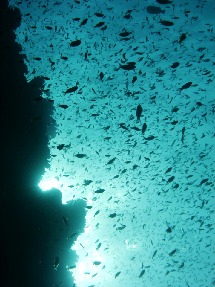 Underwater fish reef