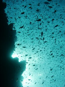 Underwater fish reef