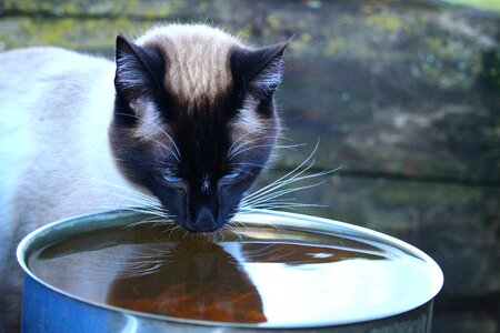 Water drink breed cat