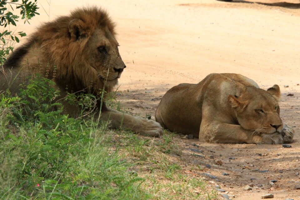 Leõs mating mating casal
