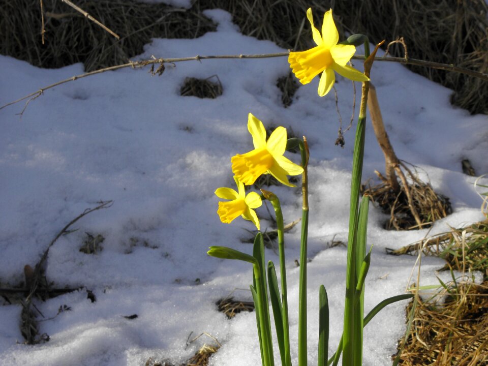 Yellow snow spring earlier