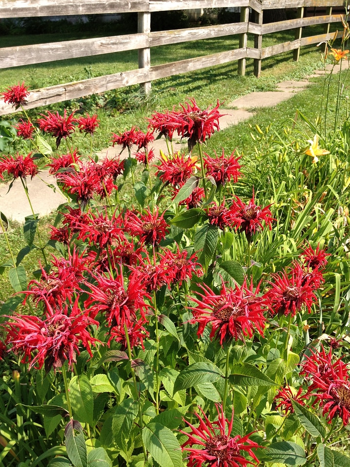 Monarda fence red flowers