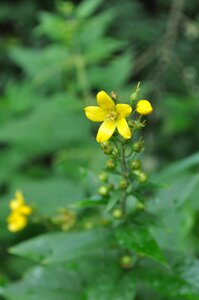 Green field flowers