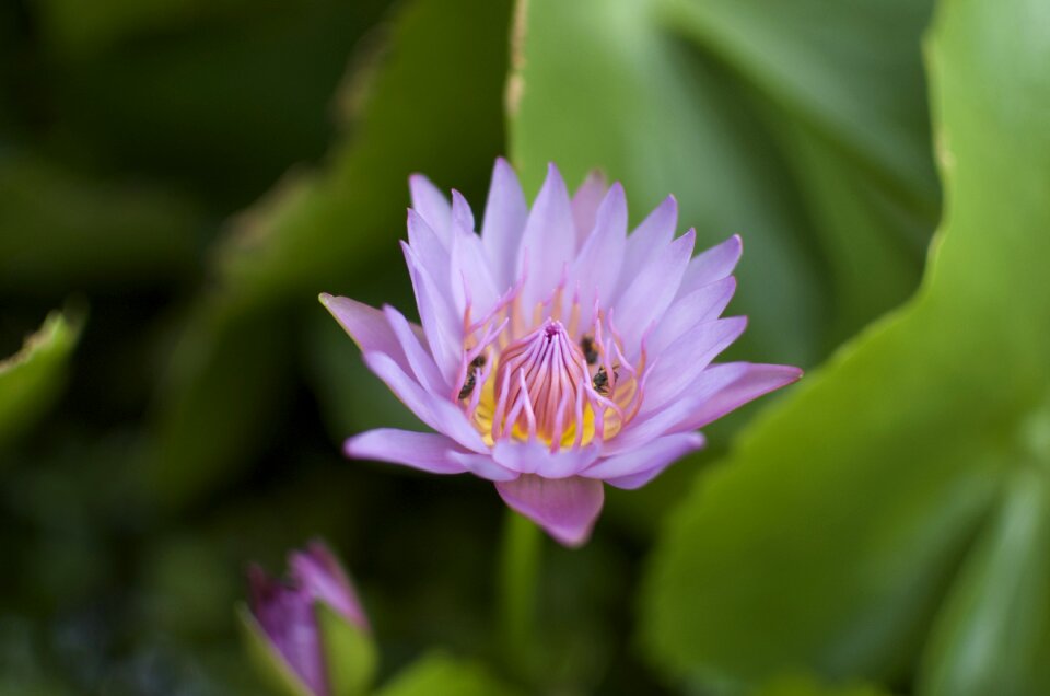 Macro nature