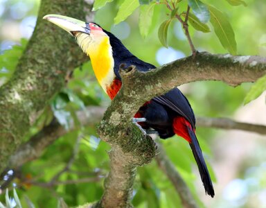 Bird wild tropical photo