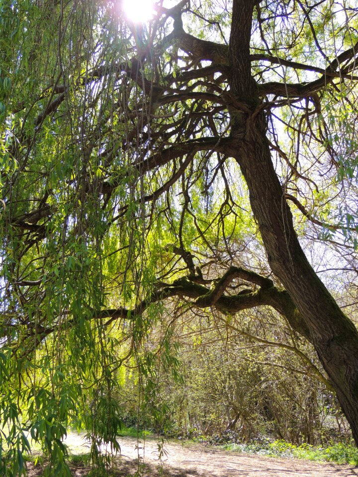 Willow tree nature leaves