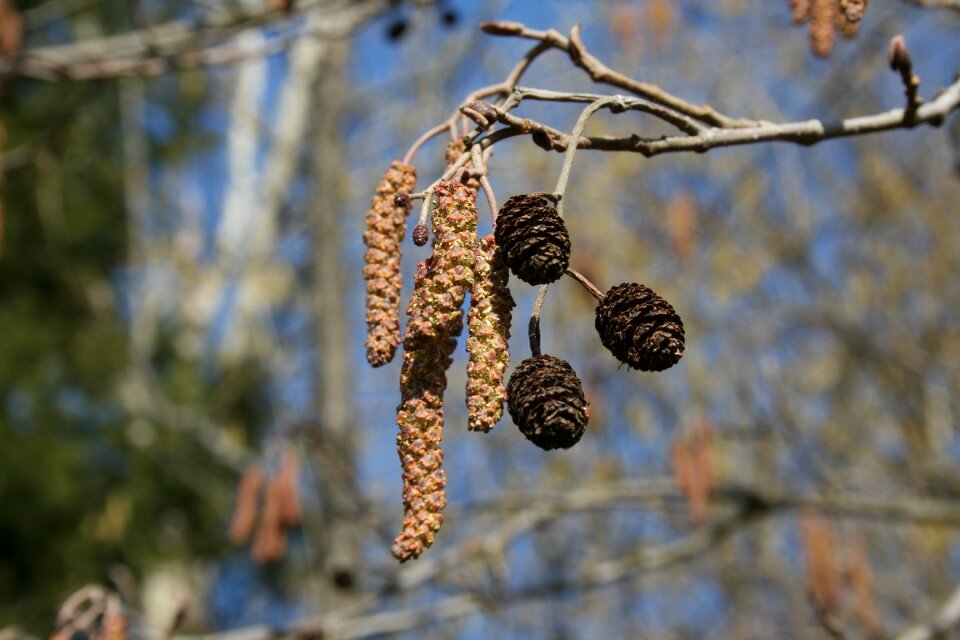 Birch brench nature