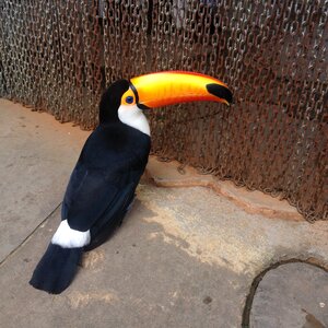 Nature bird zoo photo