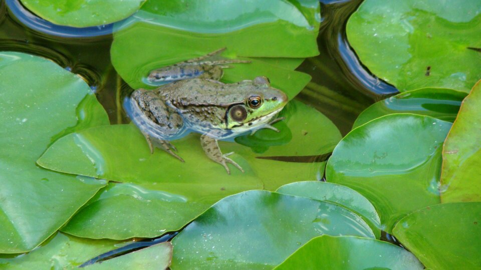 Amphibian eyes species