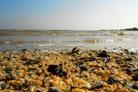 Shells sea beach