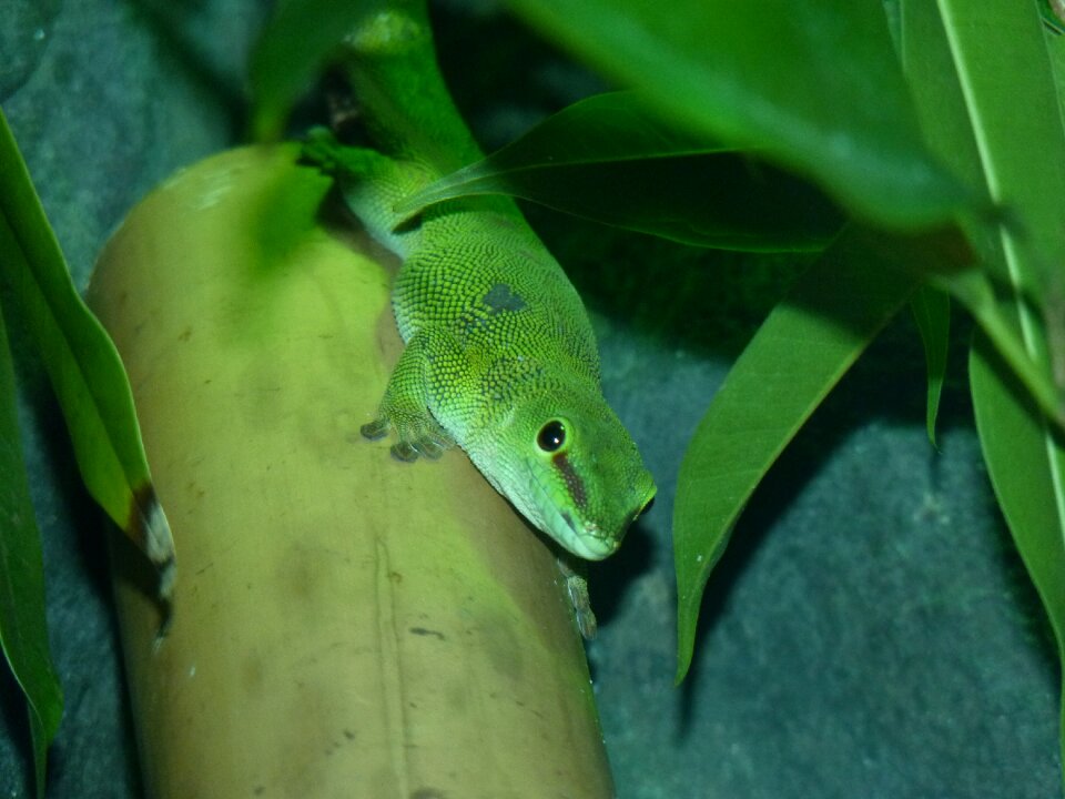 Light green the lizard foliage