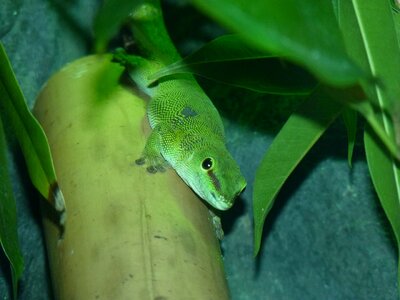Light green the lizard foliage