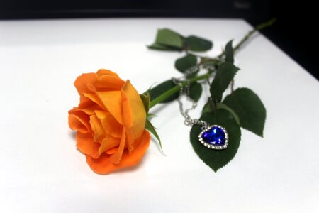 Rose flower
