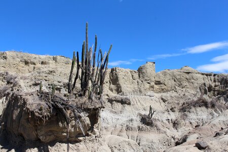 Desert cactus nature
