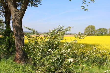 Landscape field of rapeseeds forest