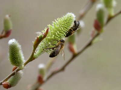 Flowering bees libar