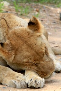 Sleep lioness asleep mating photo