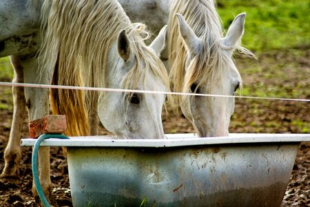 Animal twins white
