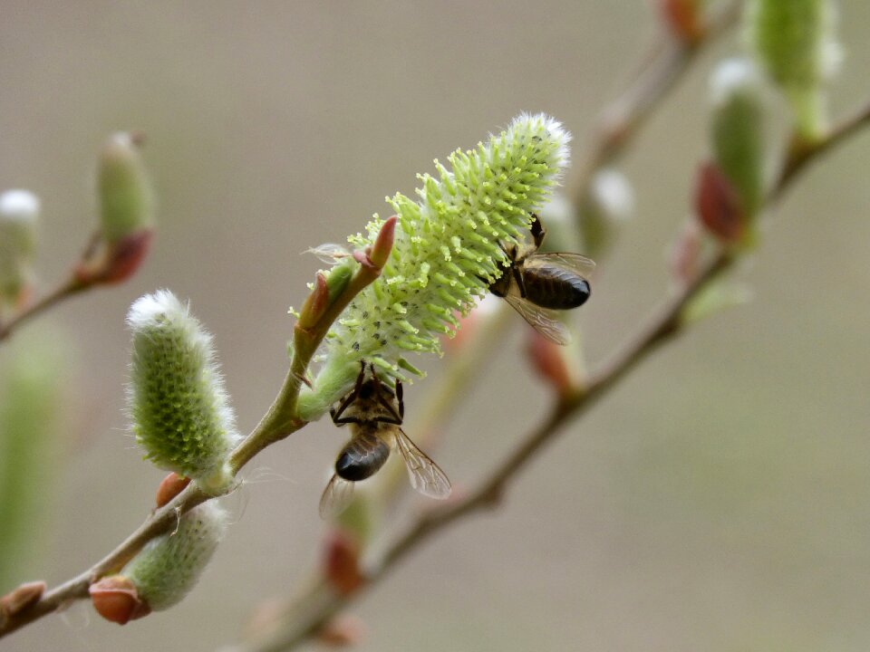 Libar bees pollination