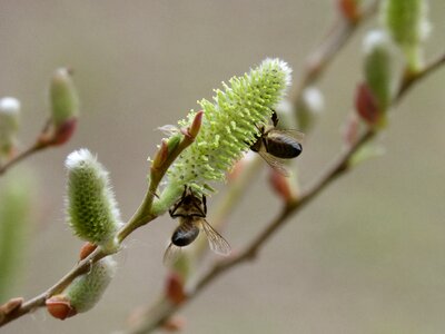 Libar bees pollination