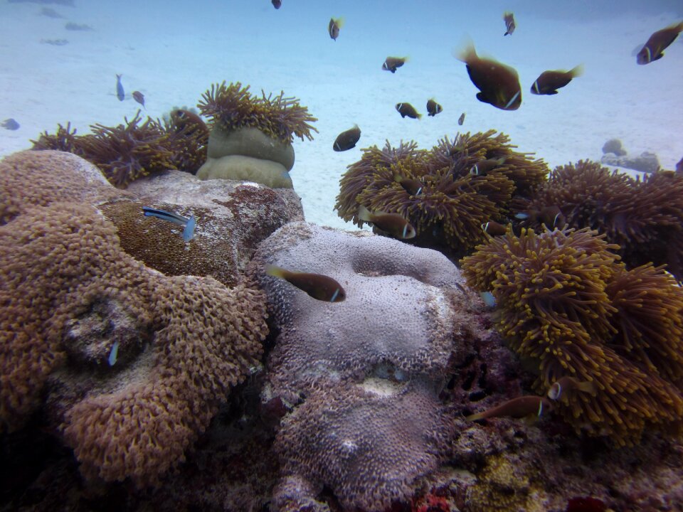 South sea diving sea
