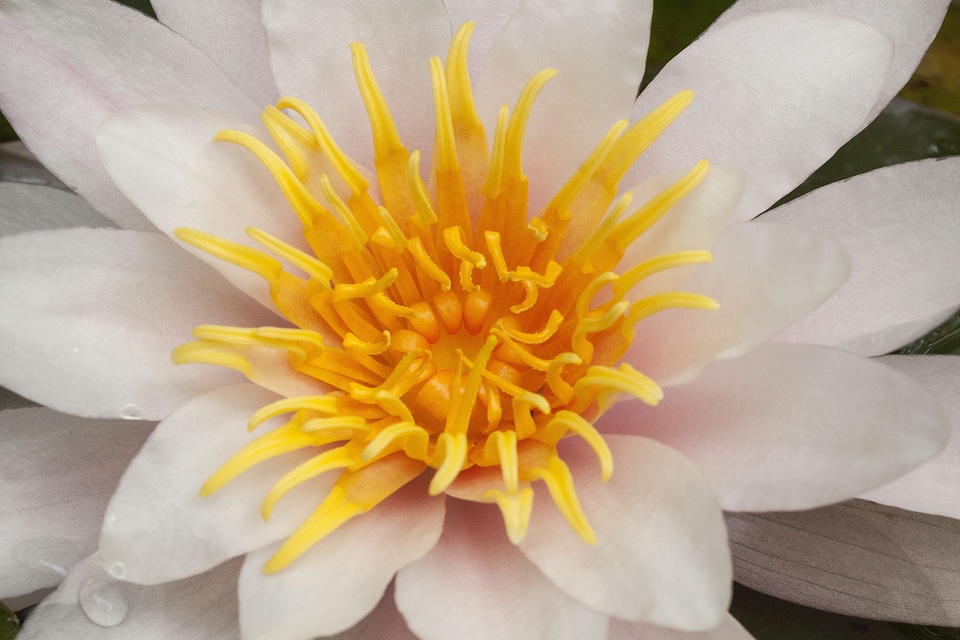 Aquatic plants petals white