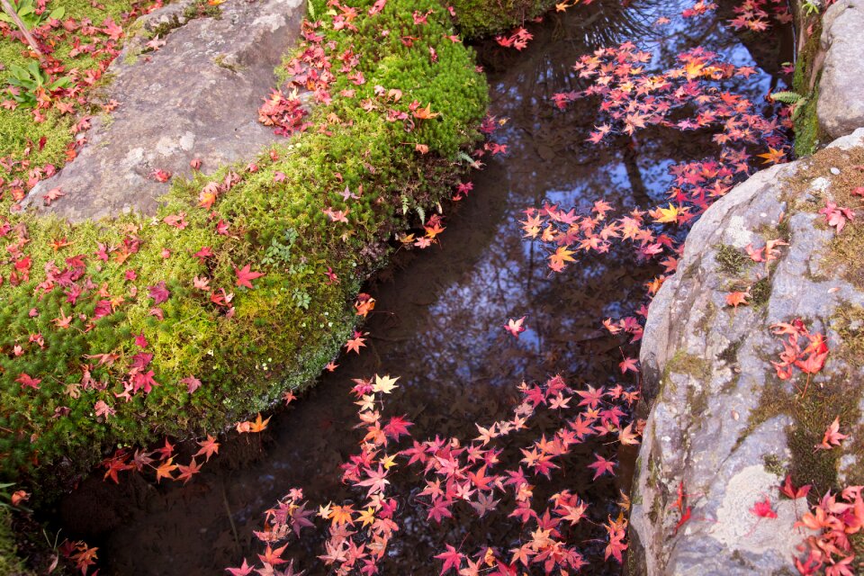 Maple water surface river photo