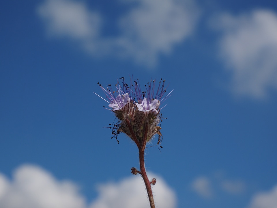 Violet purple phacelia