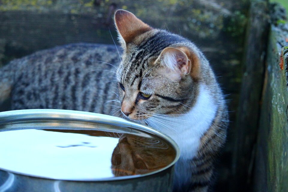 Mirror image mackerel mieze