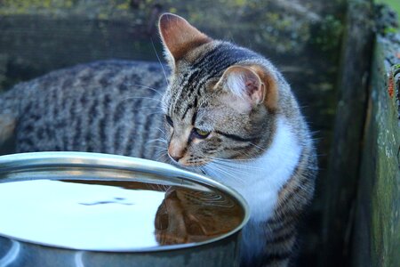 Mirror image mackerel mieze