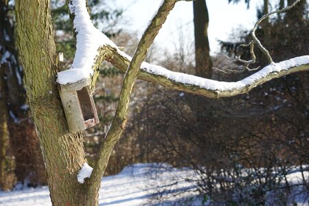 Snow bird feeder winter feeding photo