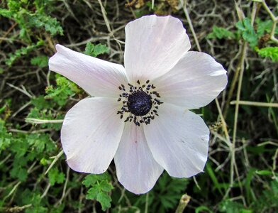 Flower flora ranunculus asiaticus