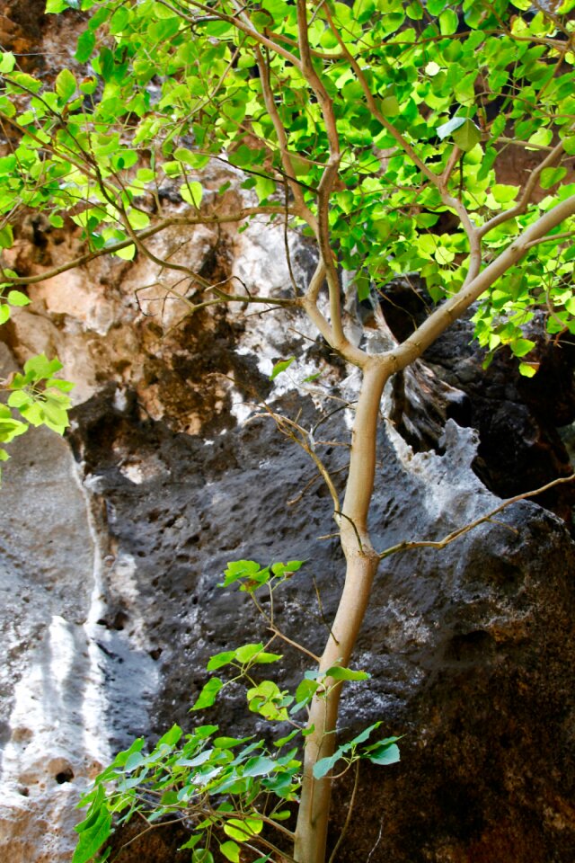 Tree forest tribe