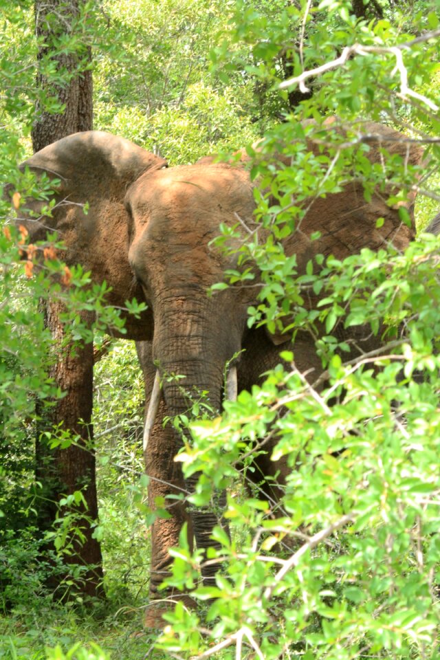 Animal forest wildlife