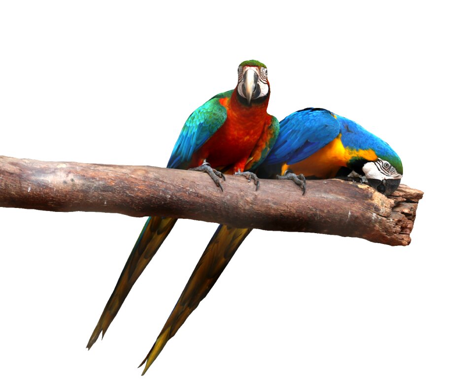 Colorful nipping canindé