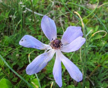Flower flora