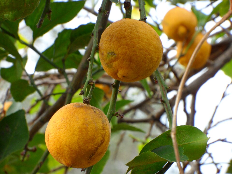 Tree organic