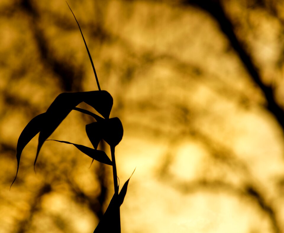 Sunset background image orange
