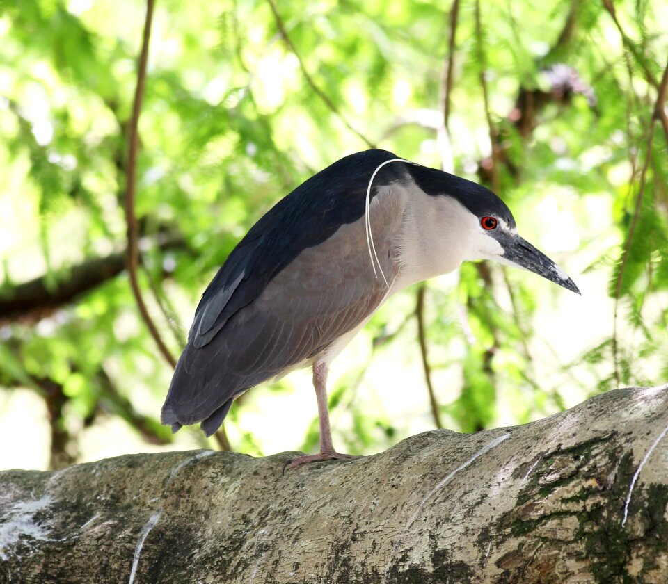 Wild on the branch fish eater