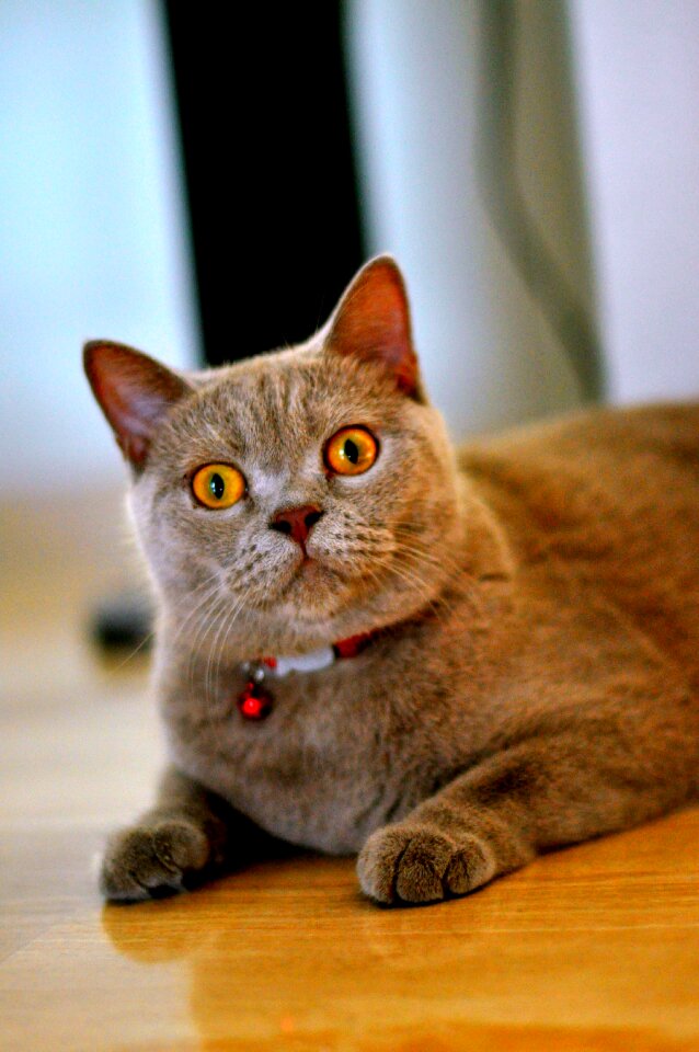Domestic feline fur