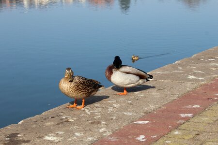 Nature weser weser uplands photo