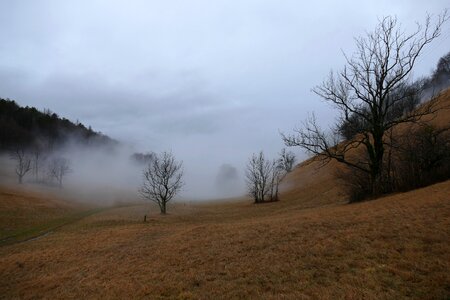Grass landscape nature