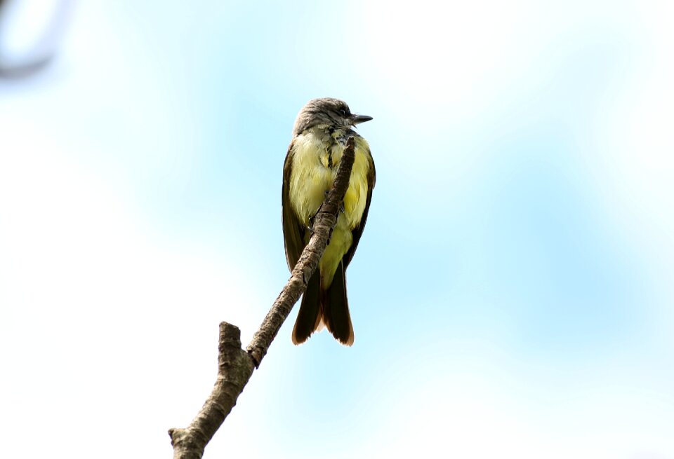 Wild on the branch tropical bird