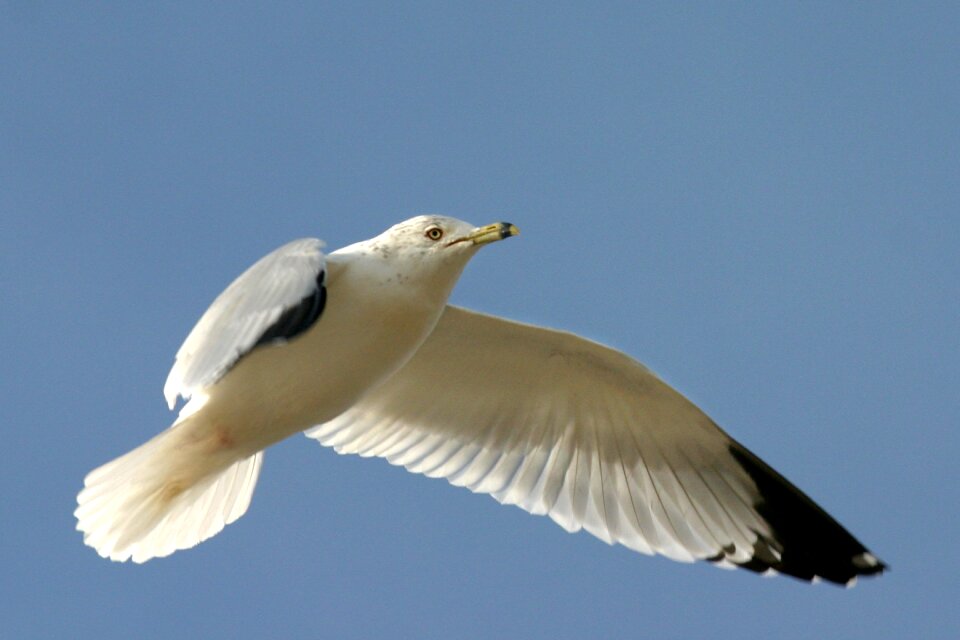 Flight sky animal