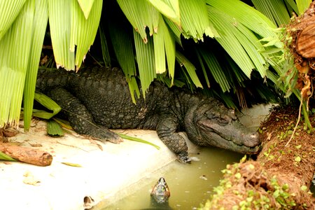 Reptile wild animal sleeping