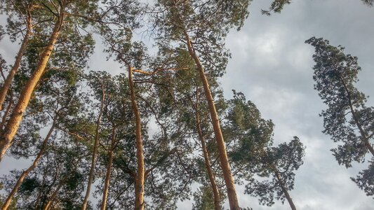 Canopy needles scenery