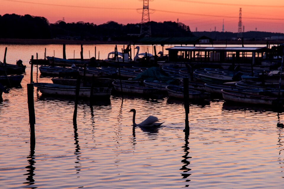 Landscape evening view swan