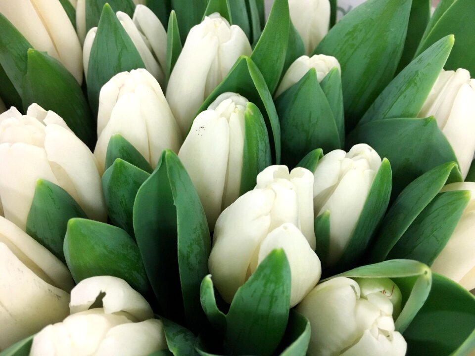Keukenhof holland spring