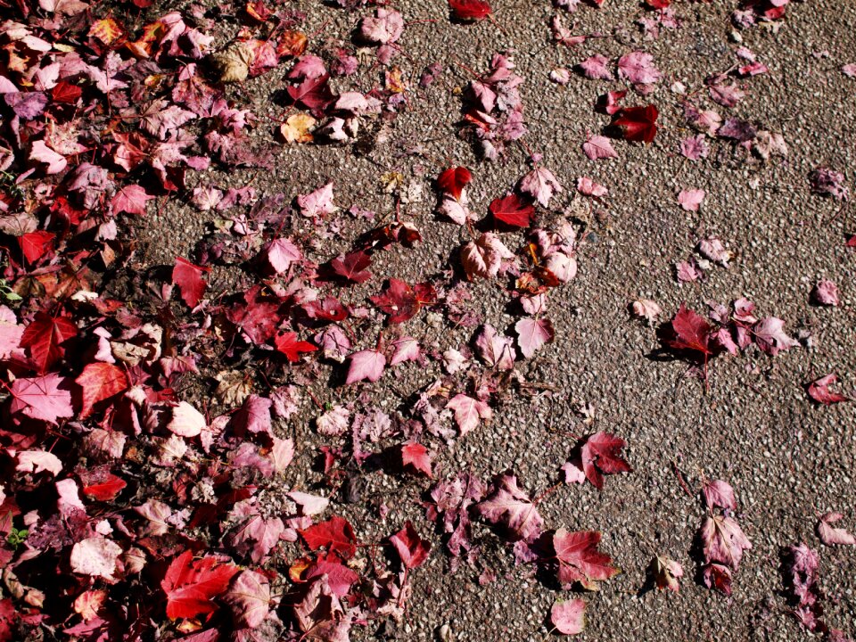 Fall color autumn sun red